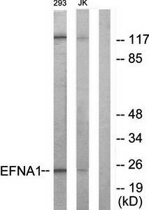 EFNA1 Antibody
