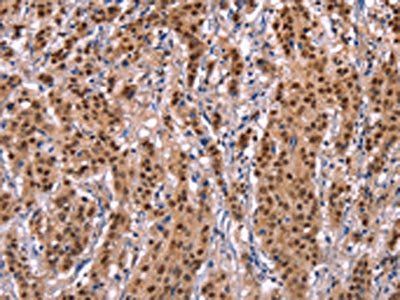 EFNA5 Antibody