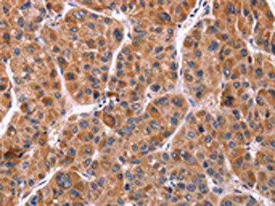 EFNA5 Antibody