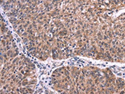EFNA5 Antibody