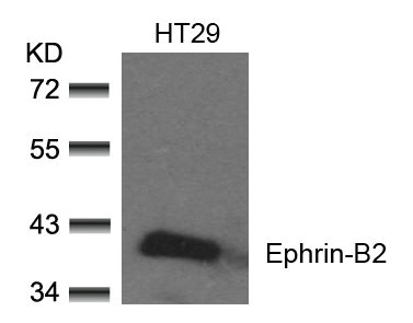 EFNB2 Antibody