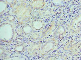 EFNB2 Antibody