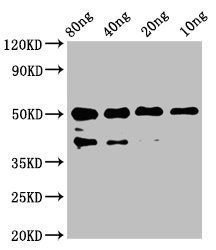 egf Antibody