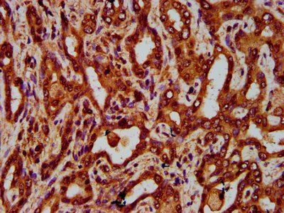 EGFL7 Antibody