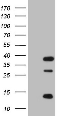 EGFR Antibody