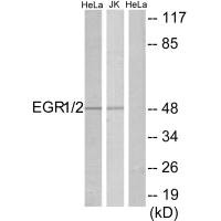 EGR1/EGR2 Antibody