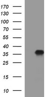 EGR2 Antibody