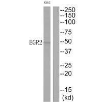 EGR2 Antibody