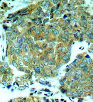 eIF2α (Phospho-Ser51) Antibody