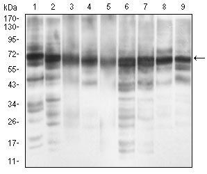 EIF2A Antibody
