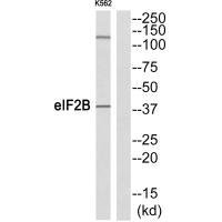 EIF2S2 Antibody