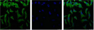 EIF4A1 Antibody