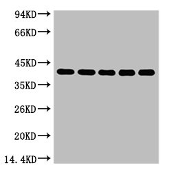 EIF4A1 Antibody
