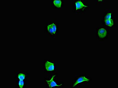 EIF4A3 Antibody