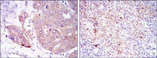 EIF4E Antibody