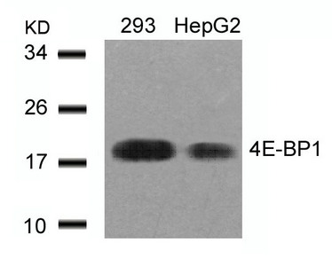 EIF4EBP1 (Ab-45) Antibody