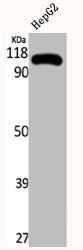 EIF4G2 Antibody