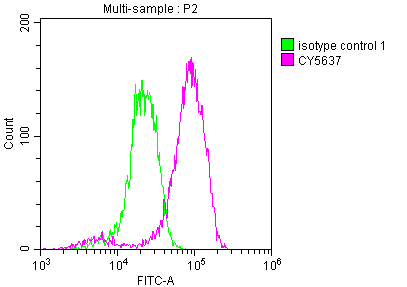 EIF5A Antibody