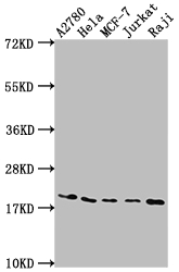 EIF5A Antibody