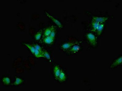 EIF6 Antibody