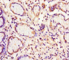 EIF6 Antibody