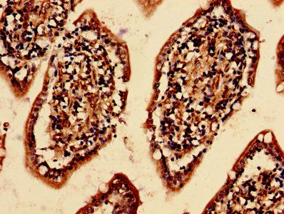 EIF6 Antibody