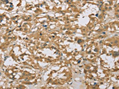 EIF6 Antibody