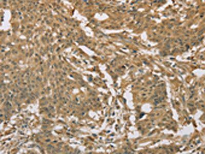 EIF6 Antibody