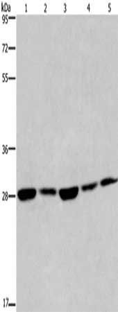 EIF6 Antibody