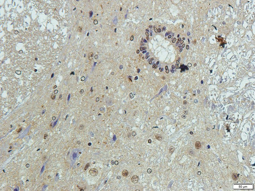 Elastin antibody