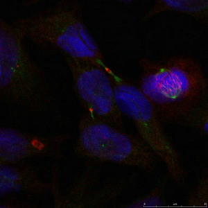 ELK1 Antibody