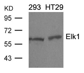 ELK1 Antibody