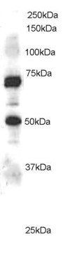 ELMO1 Antibody