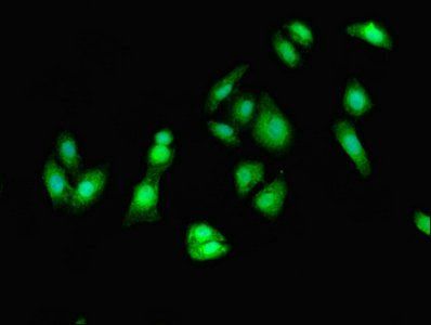 EEF2 Antibody