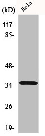 ELOVL4 Antibody