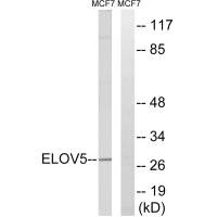 ELOVL5 Antibody