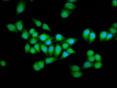 ELP2 Antibody