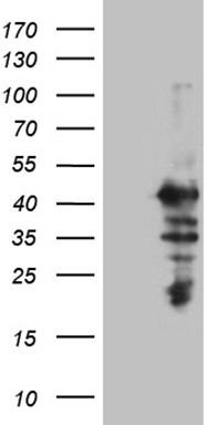 ELP4 Antibody