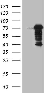 ELP4 Antibody