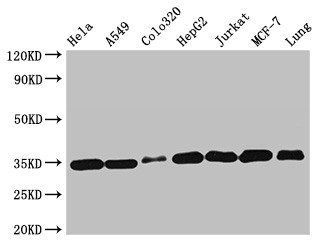 EMD Antibody