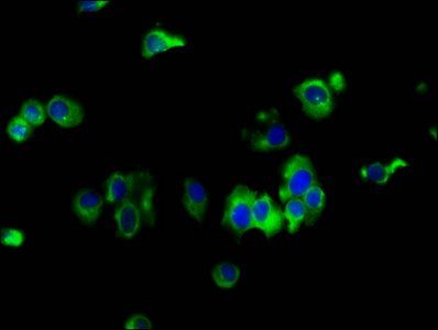 EMP2 Antibody