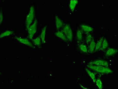 EN2 Antibody