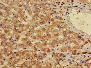 EN2 Antibody