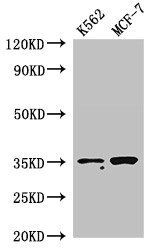 EN2 Antibody