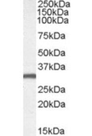 Engrailed-2 Antibody