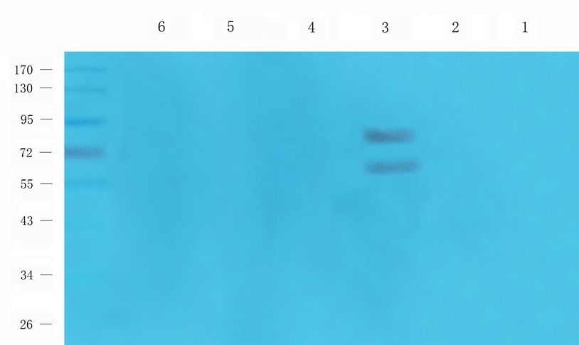 ENaC Alpha antibody