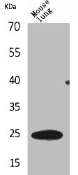 EDN1 Antibody