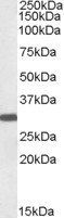 Engrailed-2 Antibody