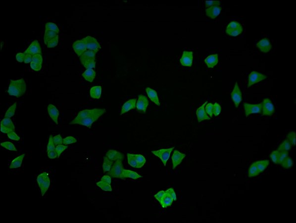 ENO1 Monoclonal Antibody