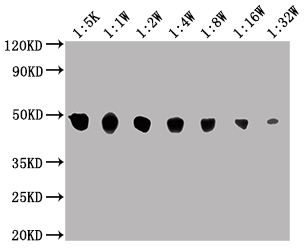 ENO1 Monoclonal Antibody
